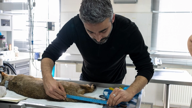 Ağır yaralı bulundu, sağlıklı şekilde doğaya salındı-Haber-Manset