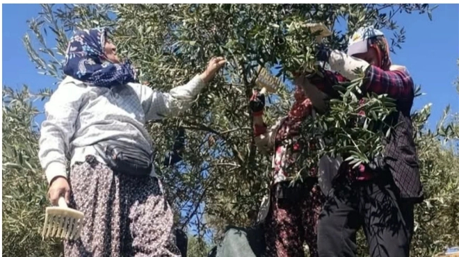 Akhisar’da zeytin hasadı durdu: Üretici çözüm bekliyor-Haber-Manset