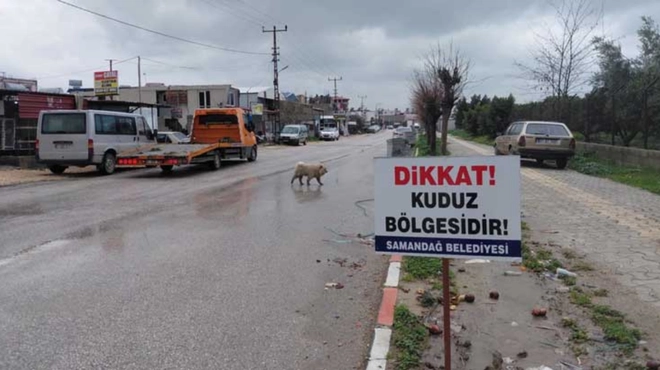 Hatay Samandağ'da Kuduz Vakası -Haber-Manset
